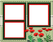 Free Summer Flower, Floral, Bachalor Button, Poppy Themed Photo Greeting Postcard Downloads.
